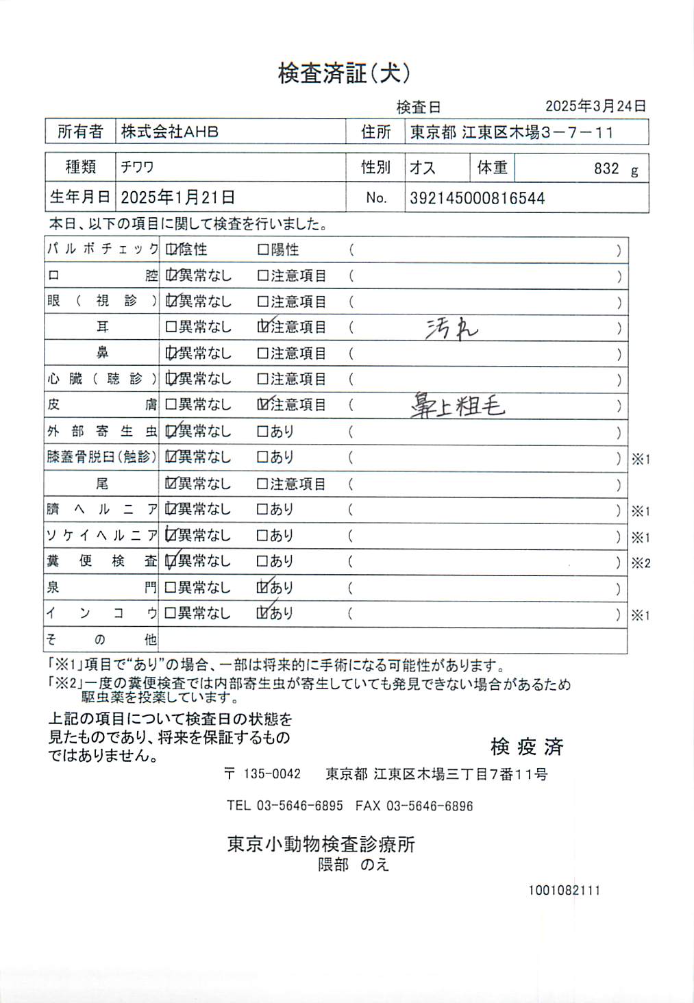 チワワ