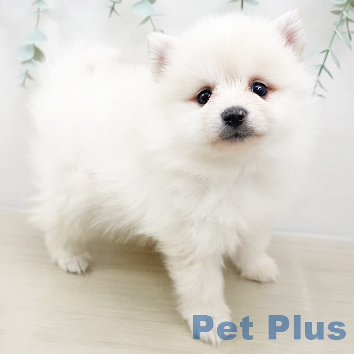 千葉県のポメラニアン (ペットプラス成田店/2025年2月5日生まれ/男の子/クリーム)の子犬