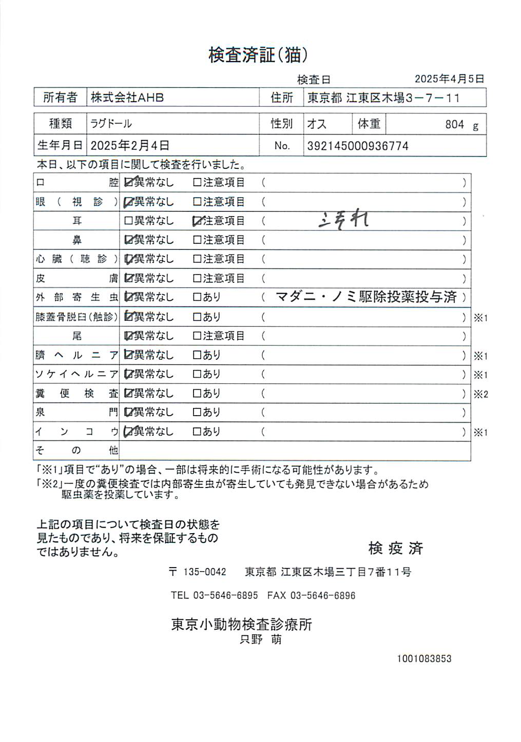 ラグドール