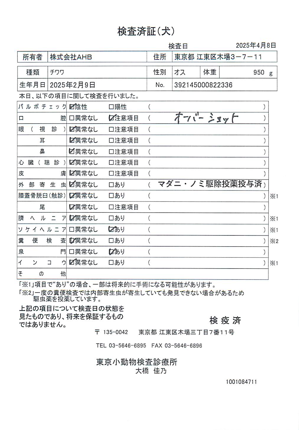 チワワ