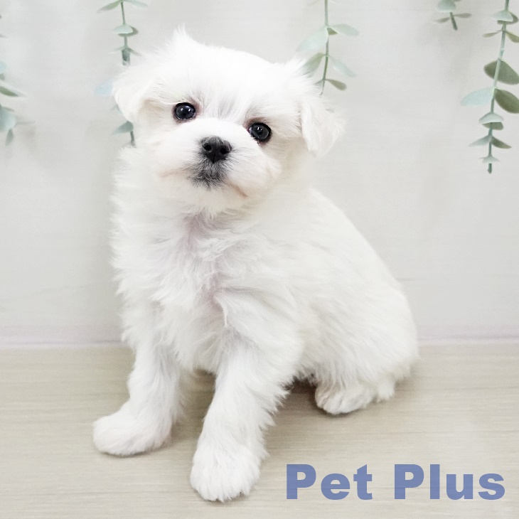 埼玉県のマルチーズ (ペットプラス新座店/2025年2月10日生まれ/男の子/ホワイト)の子犬
