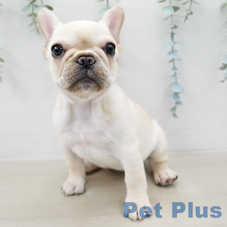 福島県のフレンチブルドッグ (ペットプラス福島店/2025年2月11日生まれ/女の子/クリーム)の子犬