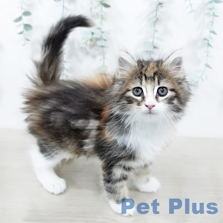 ノルウェージャンフォレストキャットの写真2