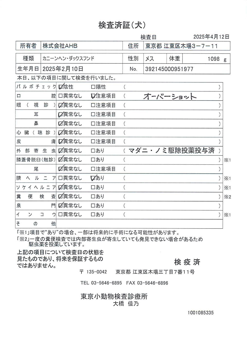 カニーンヘン・ダックスフンド