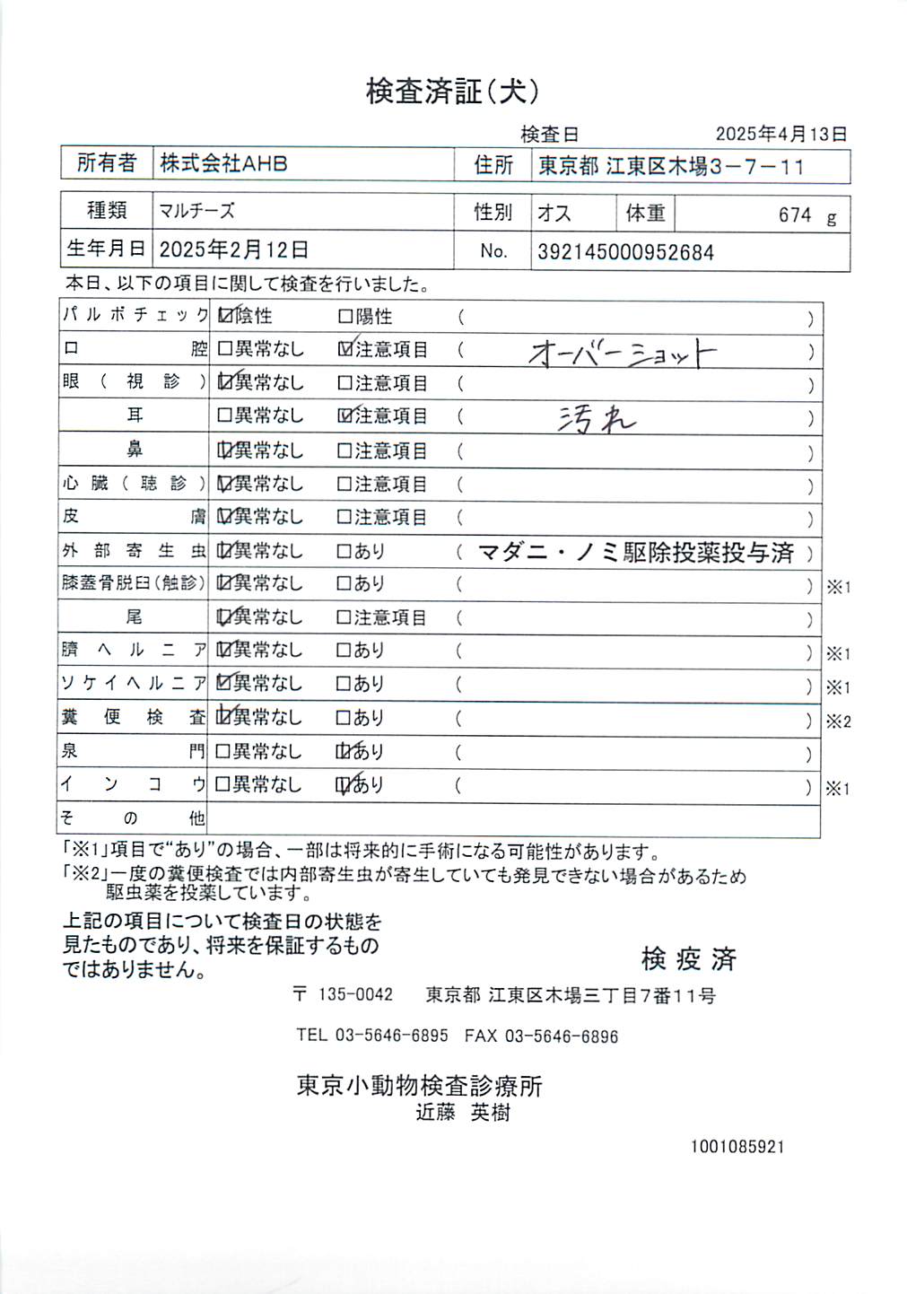 マルチーズ
