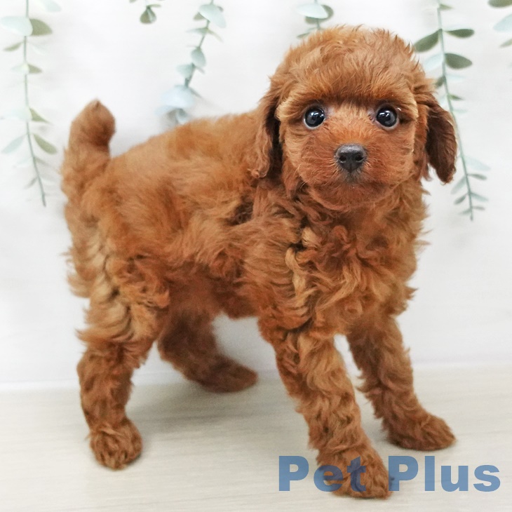 埼玉県のトイプードル(トイ) (ペットプラス羽生店/2025年2月19日生まれ/女の子/レッド)の子犬