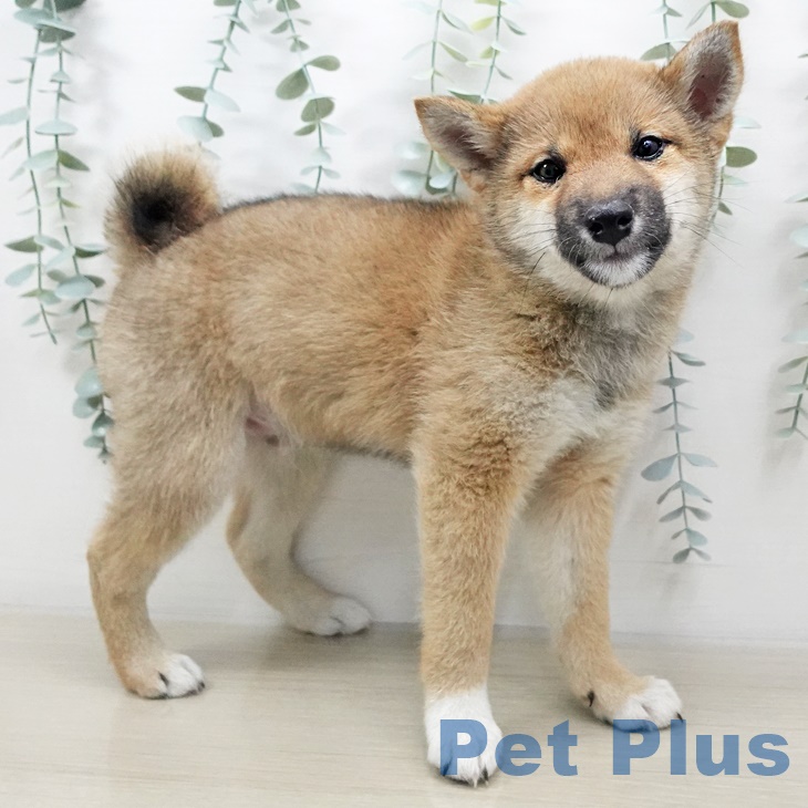東京都の柴犬(標準サイズ) (ペットプラス南砂町SUNAMO店/2025年2月12日生まれ/男の子/赤)の子犬