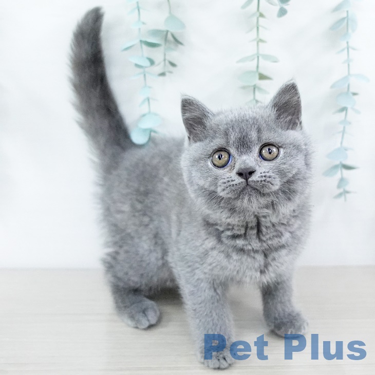 ブリティッシュショートヘアの写真2
