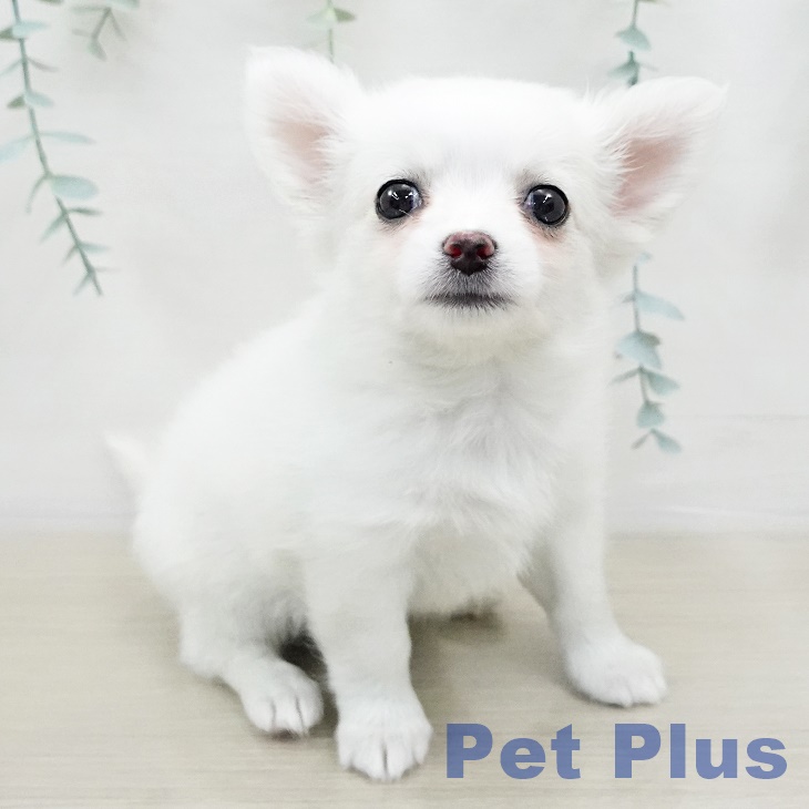 茨城県のチワワ(ロング) (ペットプラス古河店/2025年2月9日生まれ/女の子/クリーム)の子犬