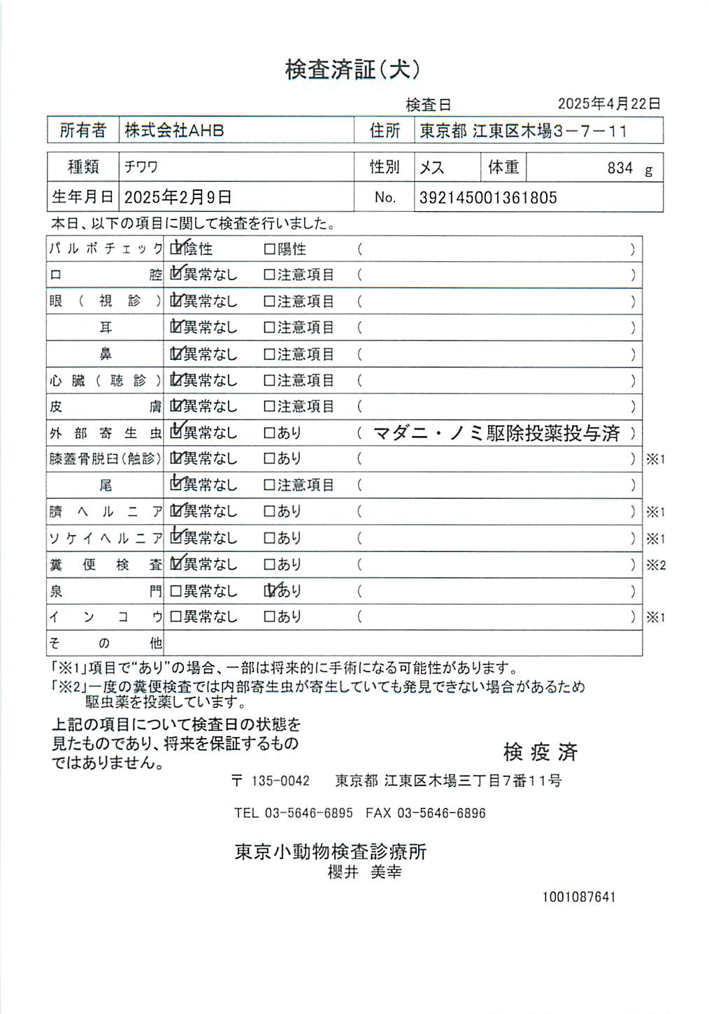 チワワ