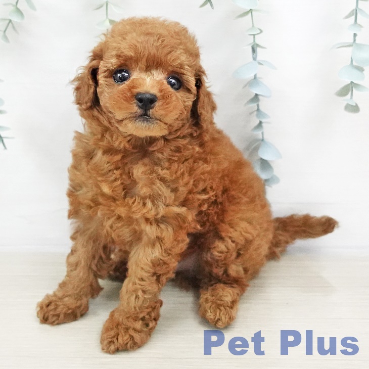 千葉県のトイプードル(トイ) (ペットプラス船橋店/2025年2月23日生まれ/男の子/レッド)の子犬