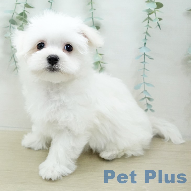 千葉県のマルチーズ (ペットプラスユーカリが丘店/2025年2月22日生まれ/男の子/ホワイト)の子犬