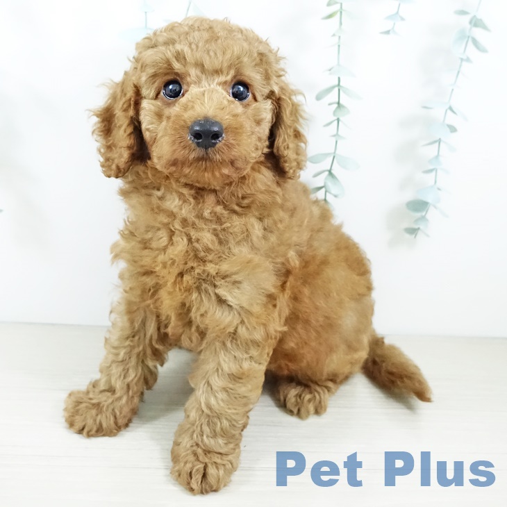 長野県のトイプードル(トイ) (ペットプラス長野店/2025年2月26日生まれ/男の子/レッド)の子犬