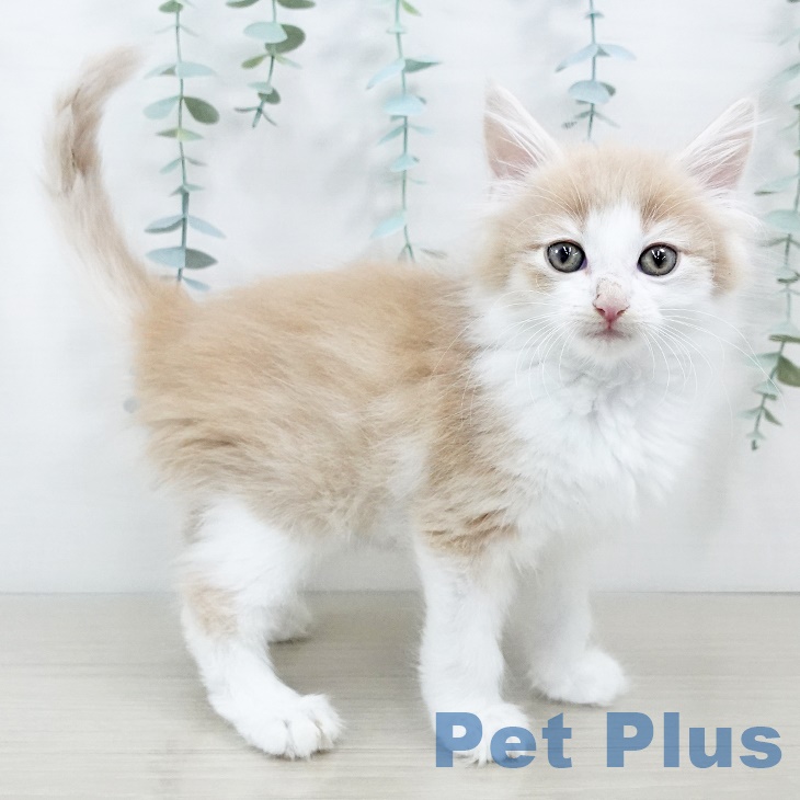 千葉県のノルウェージャンフォレストキャット (ペットプラス幕張新都心店/2025年2月23日生まれ/男の子/クリームタビーホワイト)の子猫