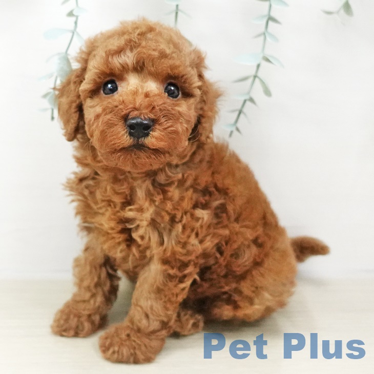 新潟県のトイプードル(トイ) (ペットプラス新潟南店/2025年2月27日生まれ/男の子/レッド)の子犬