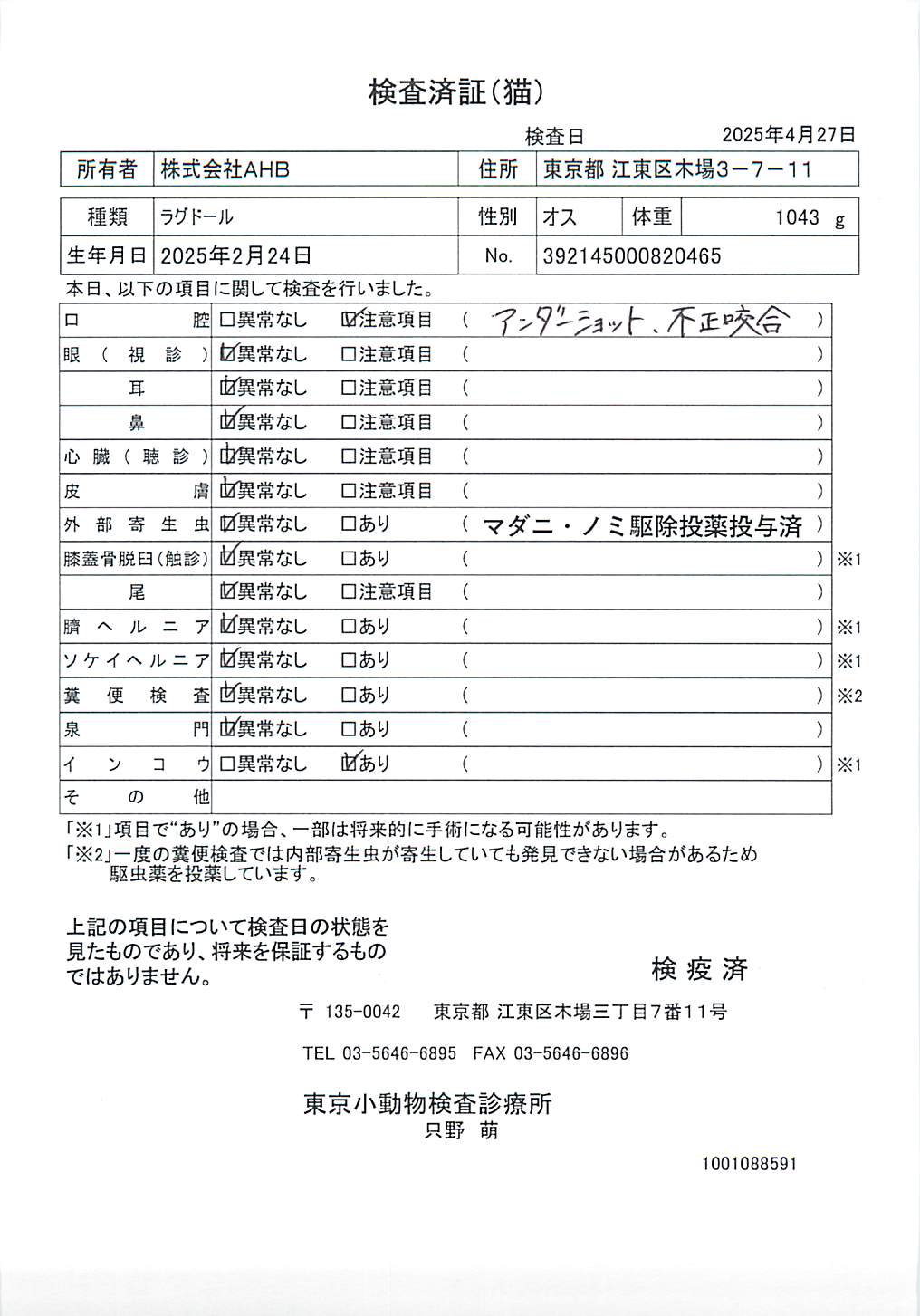 ラグドール