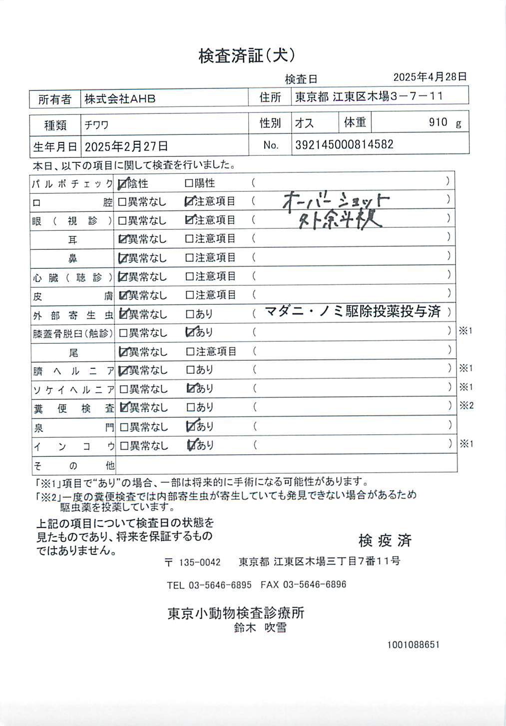 チワワ