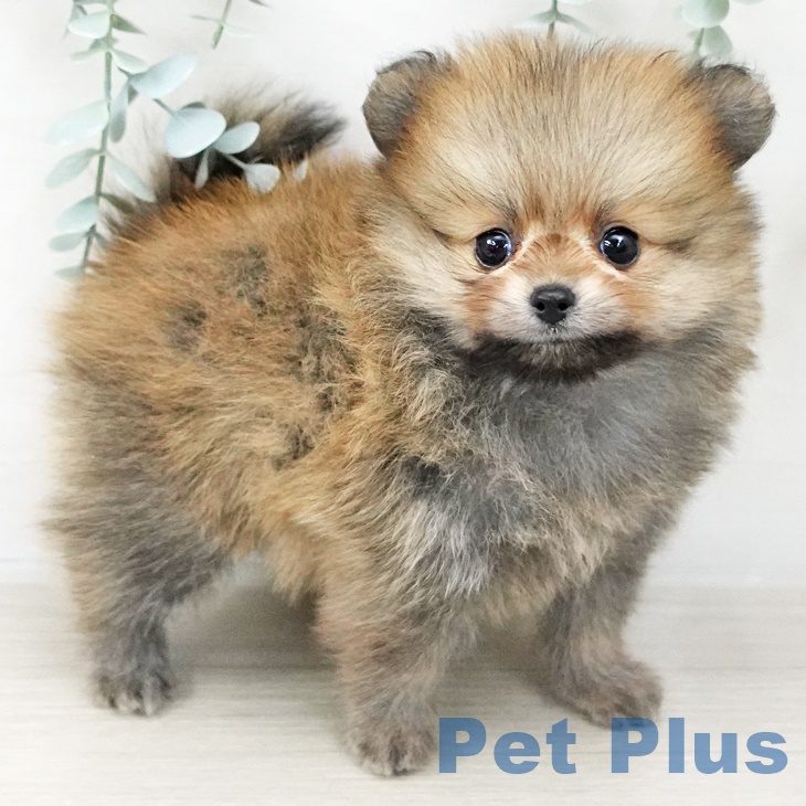 埼玉県のポメラニアン (ペットプラスコクーンシティ店/2025年3月1日生まれ/男の子/オレンジ)の子犬