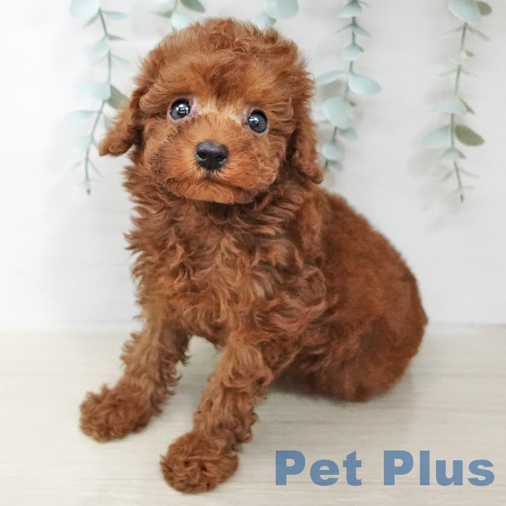 埼玉県のトイプードル(トイ) (ペットプラス与野店/2025年3月1日生まれ/男の子/レッド)の子犬