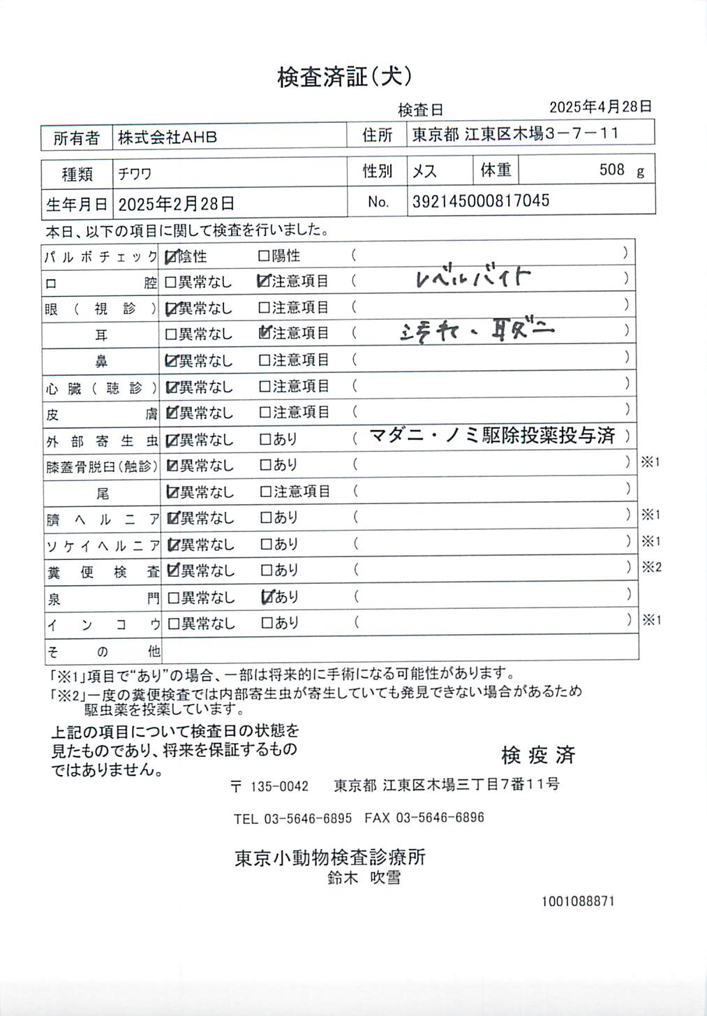 チワワ