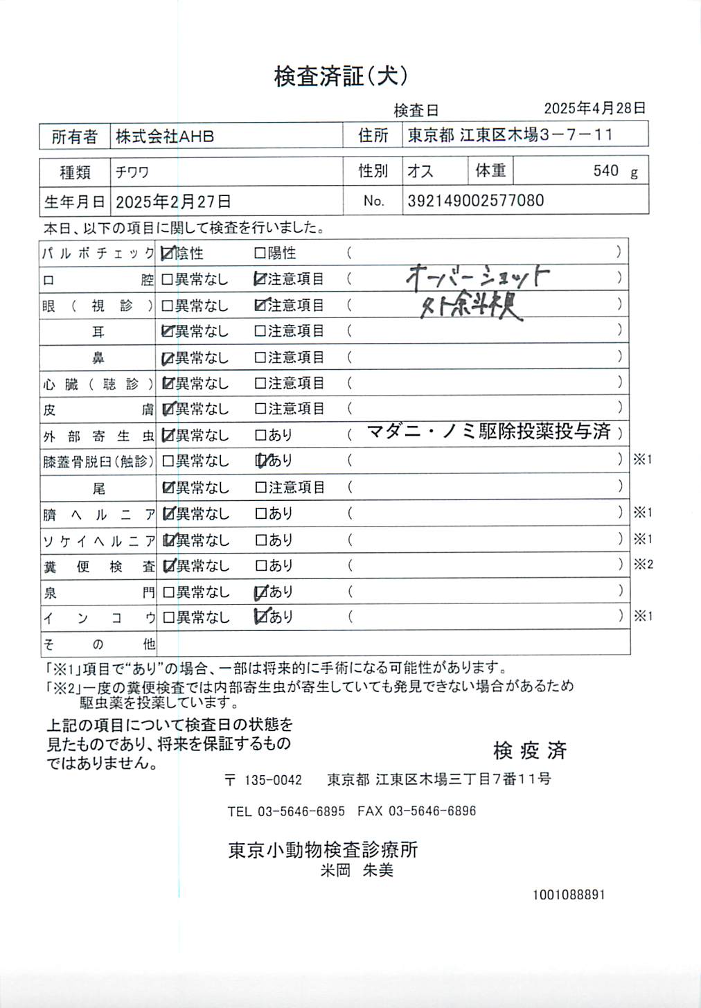 チワワ