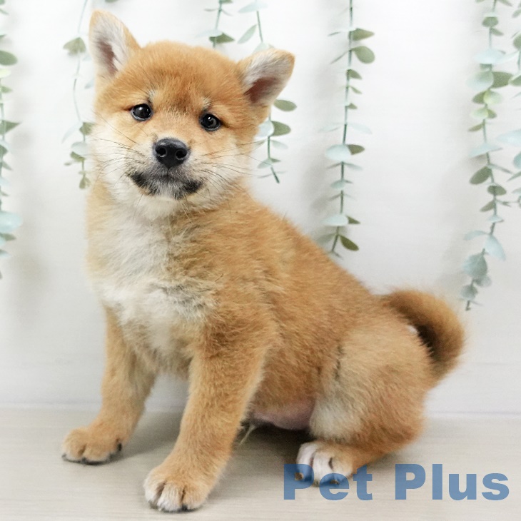 千葉県の柴犬(標準サイズ) (ペットプラスコトエ流山おおたかの森店/2025年3月2日生まれ/男の子/赤)の子犬