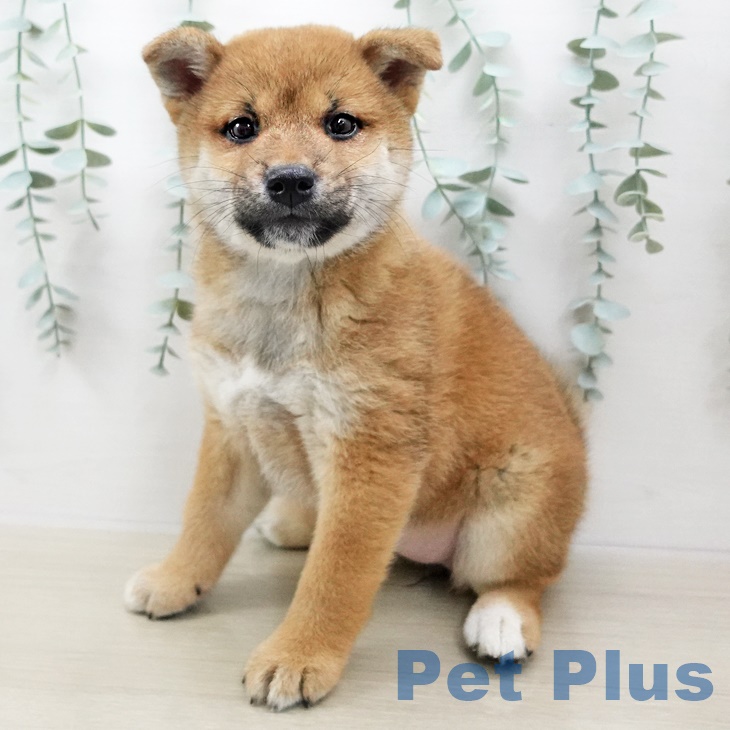 神奈川県の柴犬(標準サイズ) (ペットプラスビアレ横浜店/2025年3月2日生まれ/女の子/赤)の子犬