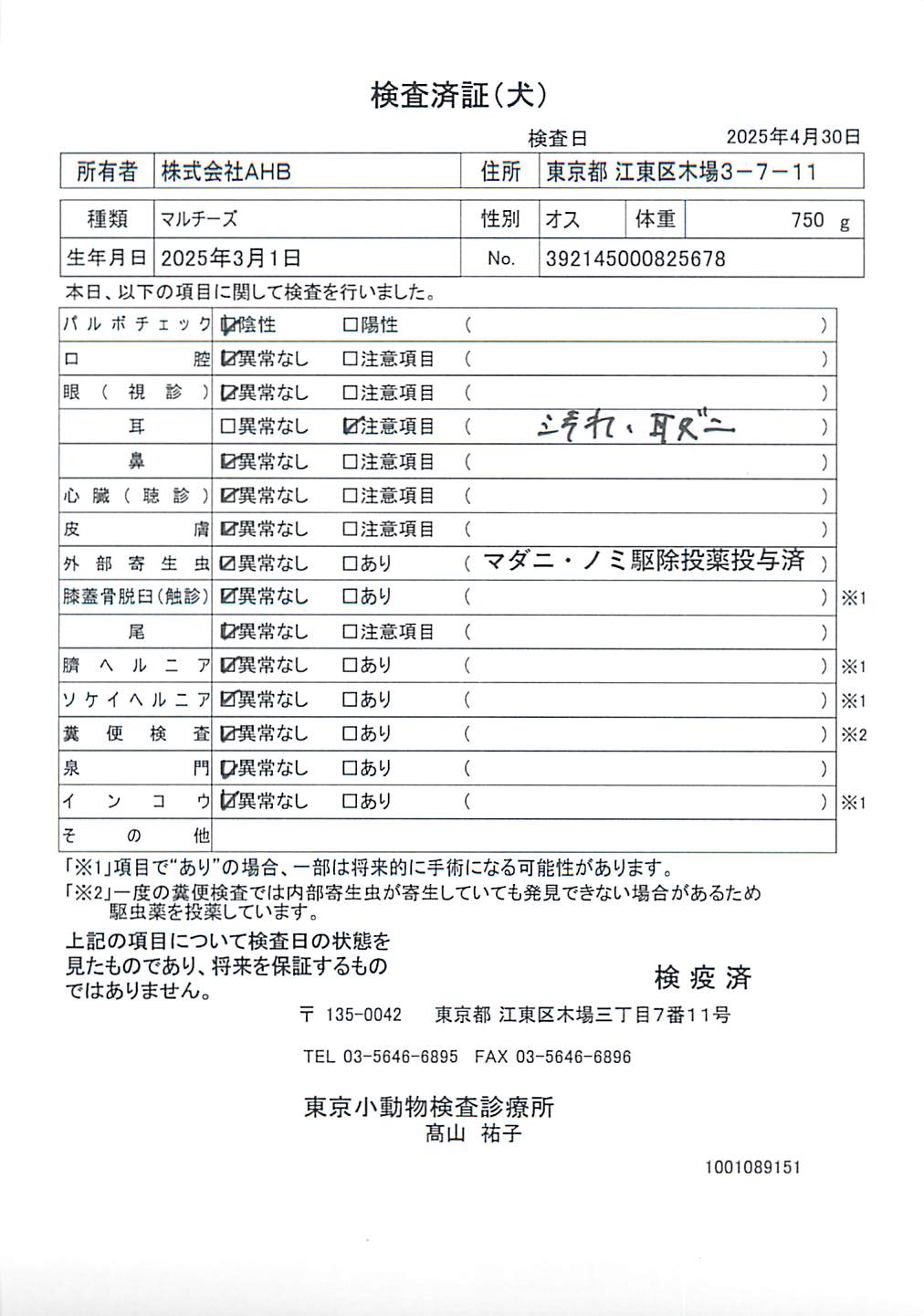マルチーズ
