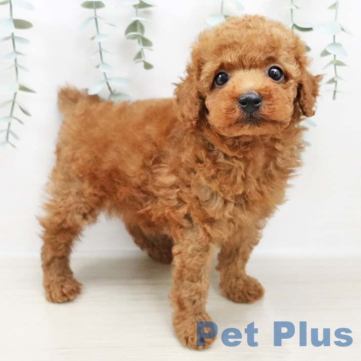 埼玉県のトイプードル(トイ) (ペットプラス新座店/2025年2月24日生まれ/男の子/レッド)の子犬