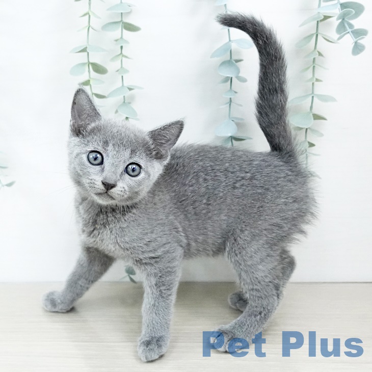 埼玉県のロシアンブルー (ペットプラス羽生店/2025年3月1日生まれ/女の子/ブルー)の子猫