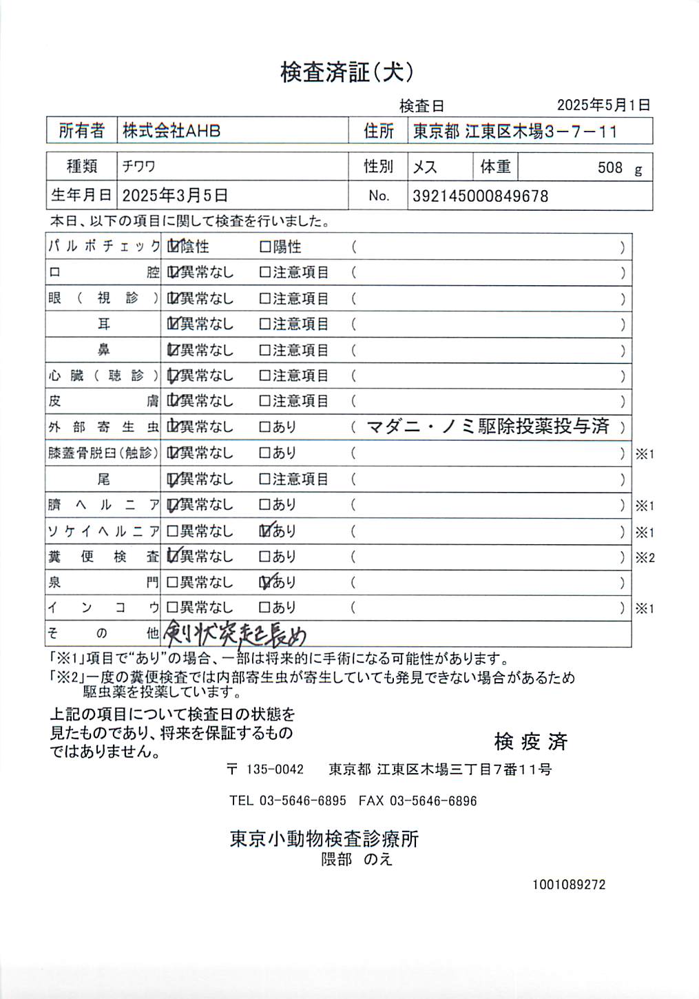 チワワ