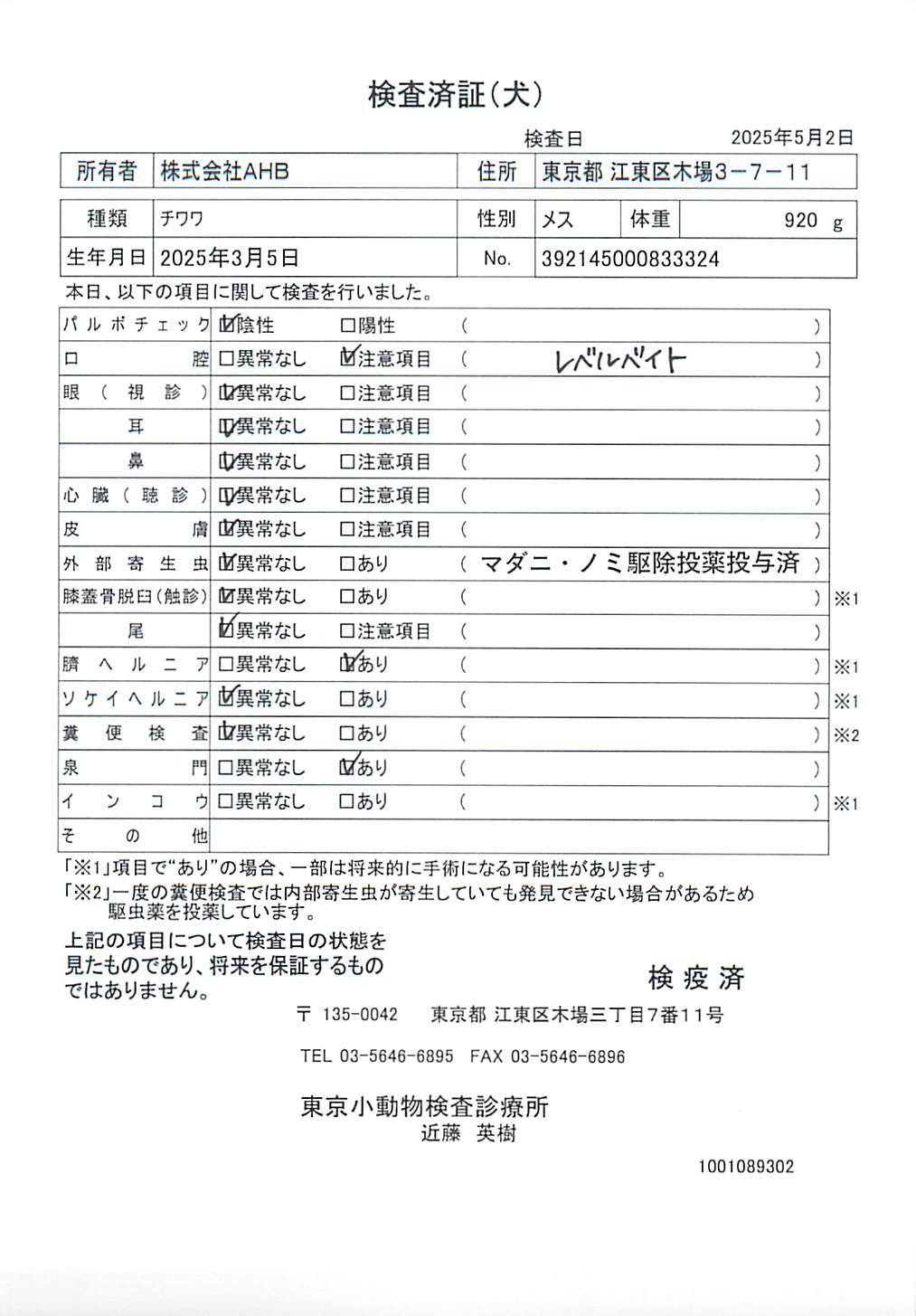 チワワ