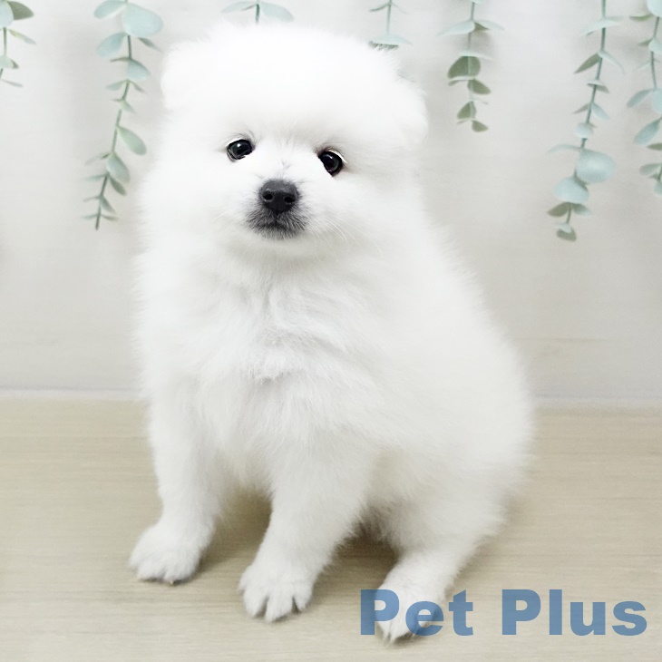 埼玉県の日本スピッツ (ペットプラス羽生店/2025年3月3日生まれ/女の子/ホワイト)の子犬
