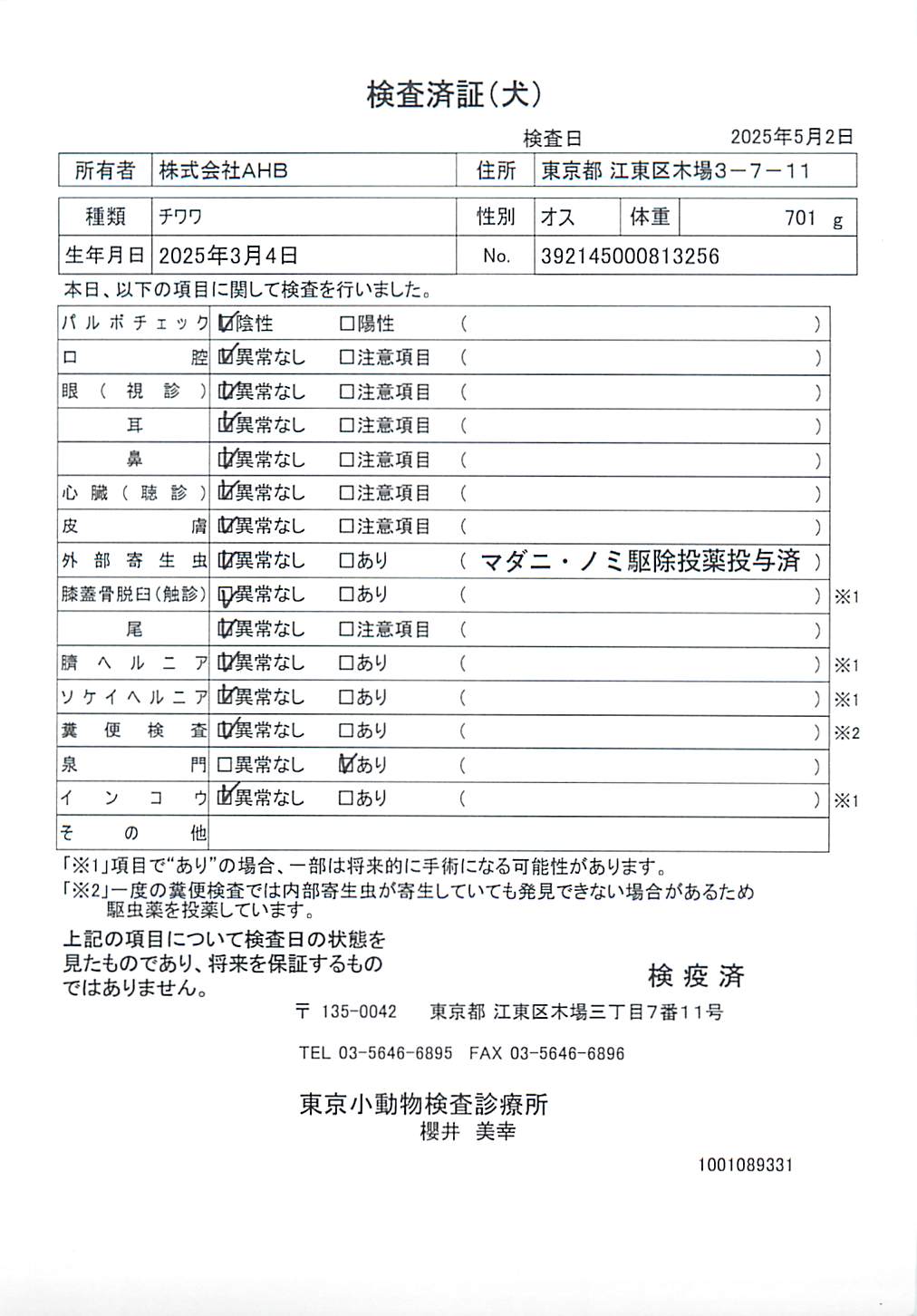 チワワ