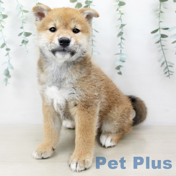 埼玉県の柴犬(標準サイズ) (ペットプラス羽生店/2025年3月5日生まれ/男の子/赤)の子犬