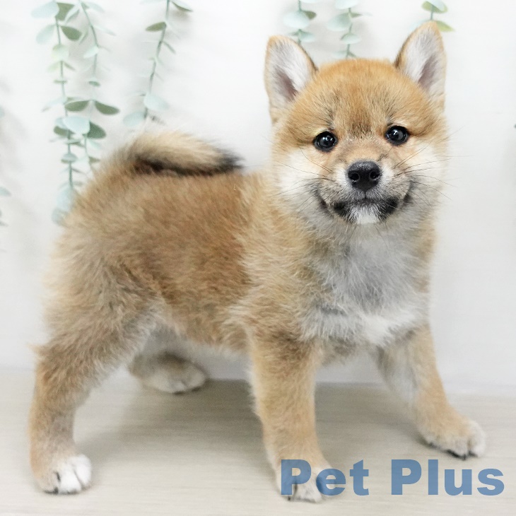 岩手県の柴犬(標準サイズ) (ペットプラス盛岡南店/2025年3月5日生まれ/男の子/赤)の子犬