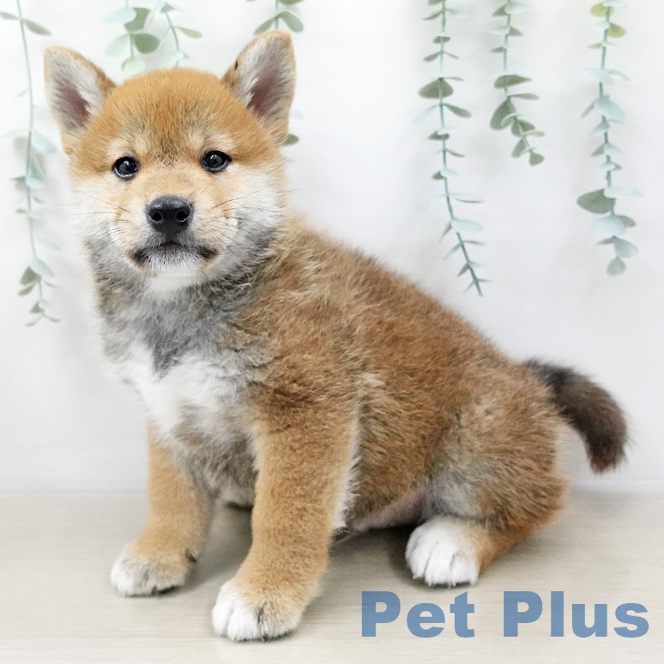 神奈川県の柴犬(標準サイズ) (ペットプラス相模原並木店/2025年3月5日生まれ/男の子/赤)の子犬