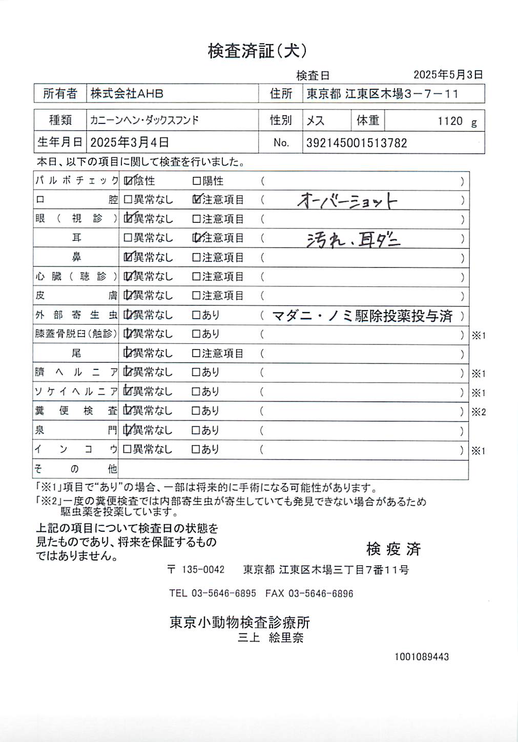 カニーンヘン・ダックスフンド