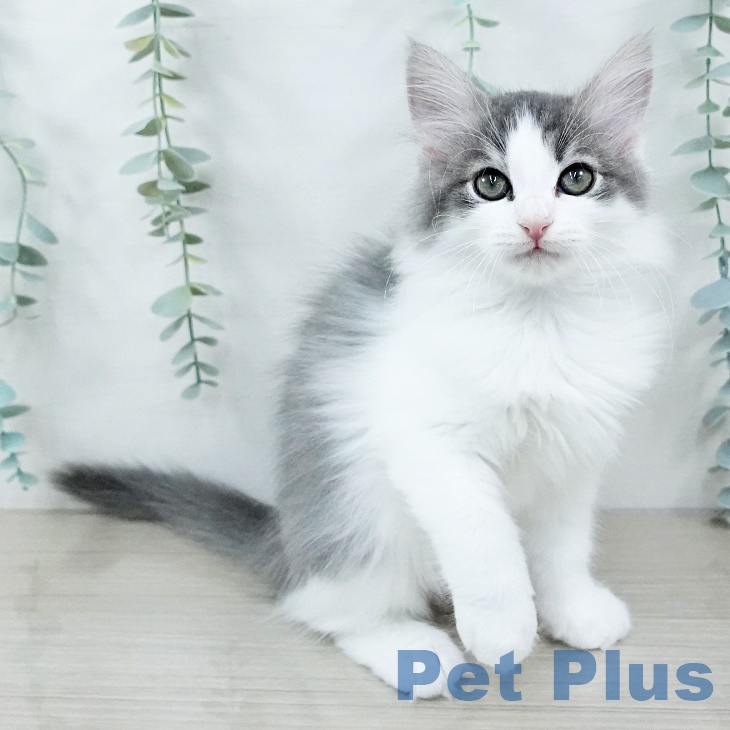 ノルウェージャンフォレストキャット