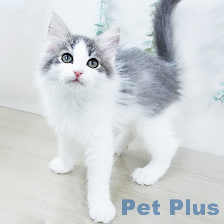 ノルウェージャンフォレストキャットの写真2