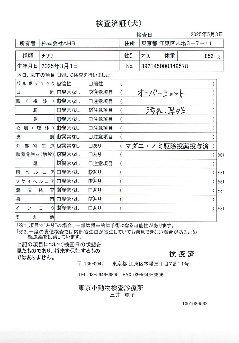 チワワ