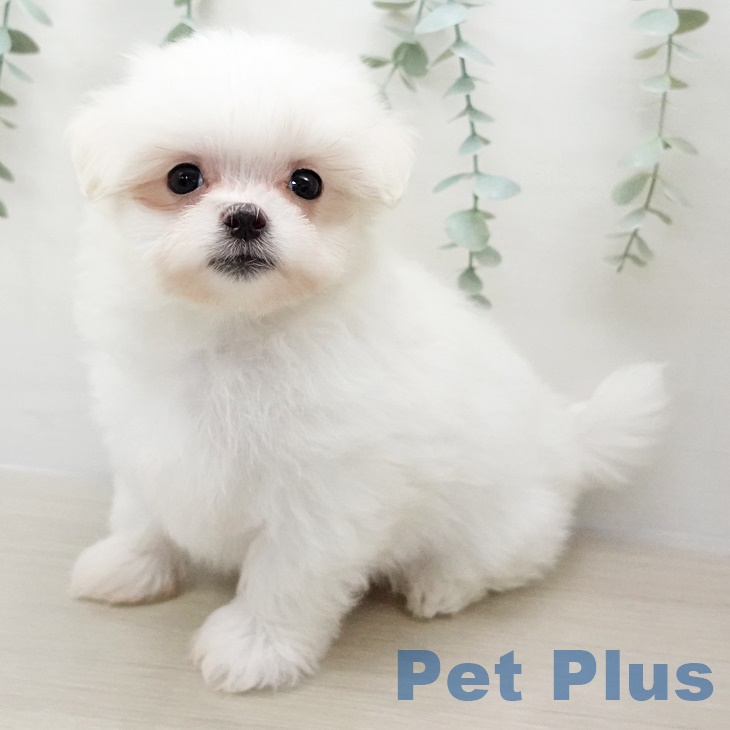 群馬県のマルチーズ (ペットプラスイオンモール太田店/2025年3月2日生まれ/男の子/ホワイト)の子犬