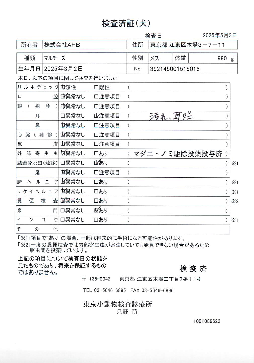 マルチーズ