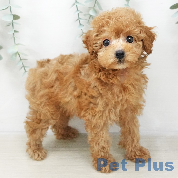 福島県のトイプードル(トイ) (ペットプラス福島店/2025年2月24日生まれ/男の子/レッド)の子犬