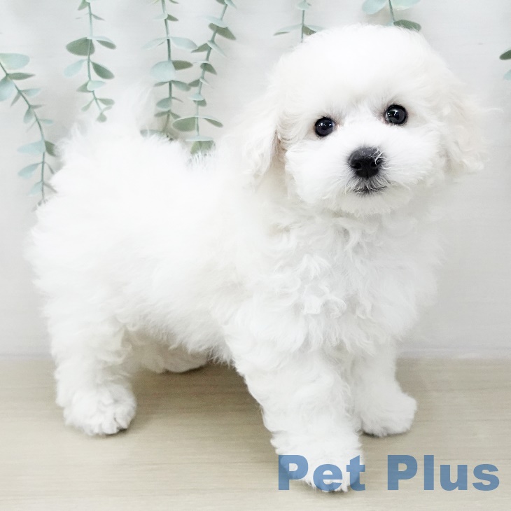 新潟県のビションフリーゼ (ペットプラス新潟南店/2025年3月6日生まれ/男の子/ホワイト)の子犬