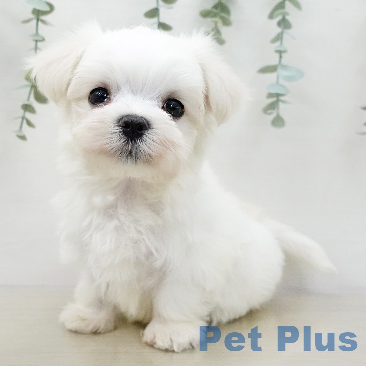 福島県のマルチーズ (ペットプラス福島店/2025年3月7日生まれ/男の子/ホワイト)の子犬