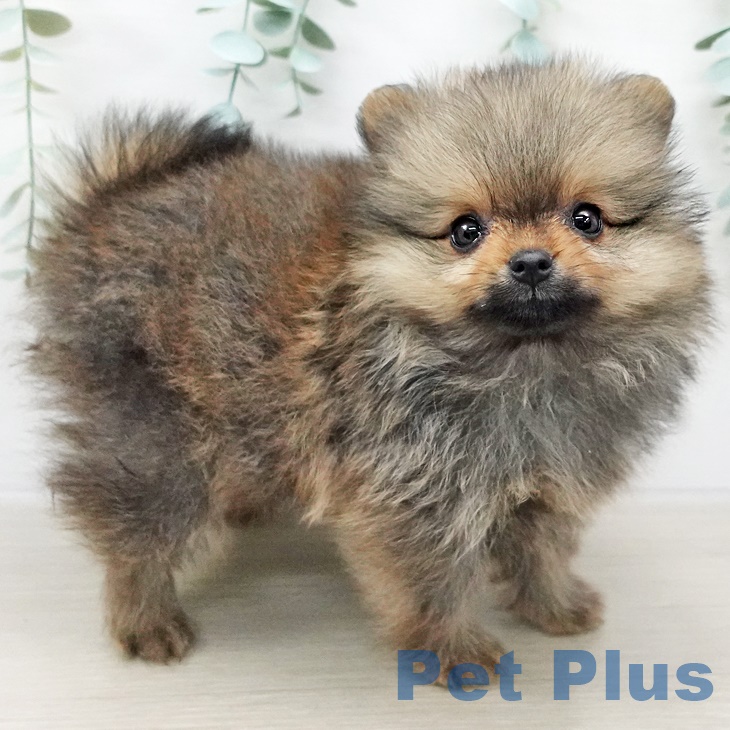 茨城県のポメラニアン (ペットプラスつくば店/2025年3月6日生まれ/男の子/オレンジ)の子犬