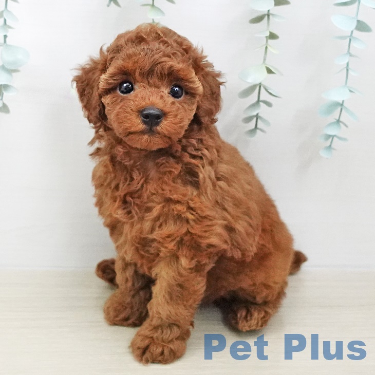 東京都のトイプードル(トイ) (ペットプラス日の出店/2025年3月12日生まれ/男の子/レッド)の子犬