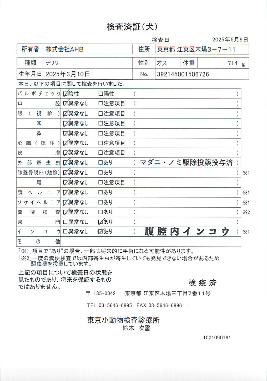 チワワ