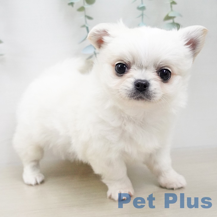 茨城県のチワワ(ロング) (ペットプラスつくば店/2025年3月10日生まれ/男の子/クリーム)の子犬